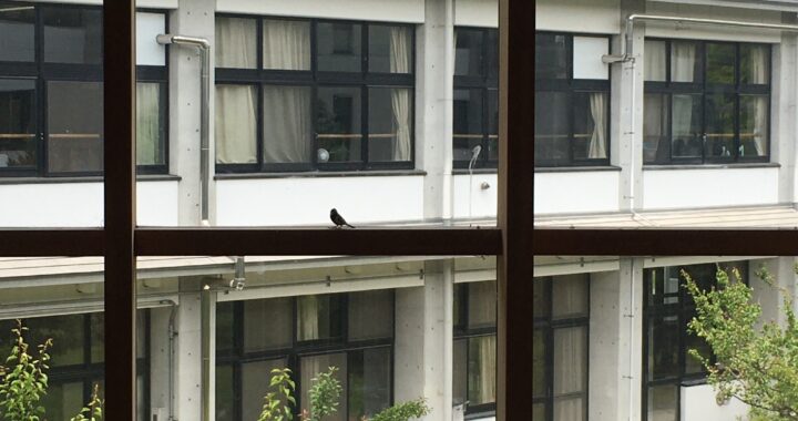 【続報】鳥も登校