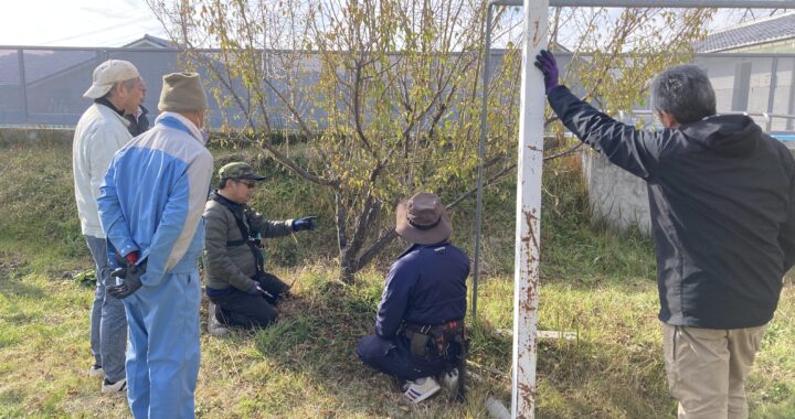 芦中応援団による梅の剪定