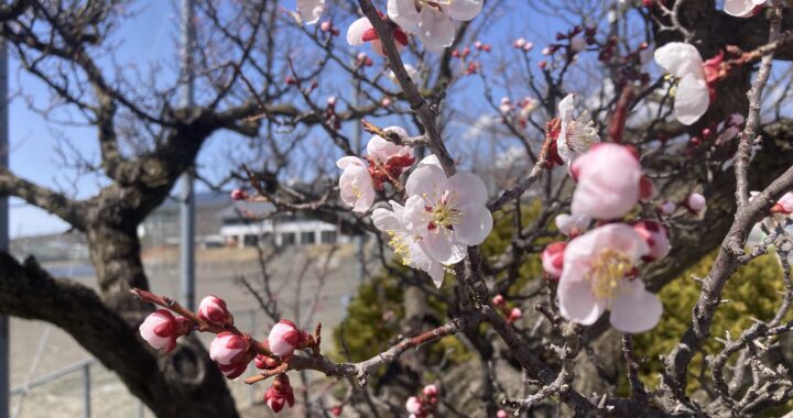３月２８日梅だより