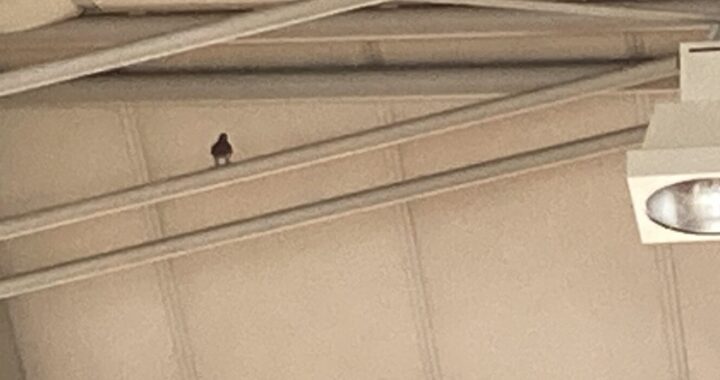 １日早い入学者